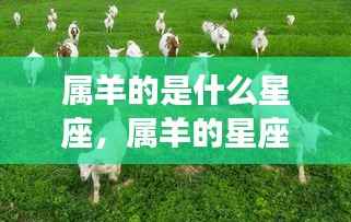 属羊星座运势解析及星座特点探究