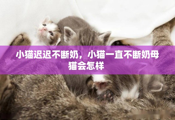 小猫迟迟不断奶，小猫一直不断奶母猫会怎样 